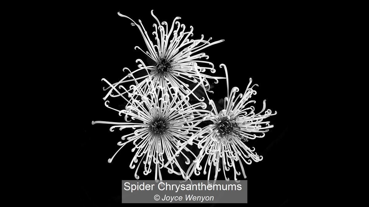 02_Spider Chrysanthemums_Joyce Wenyon